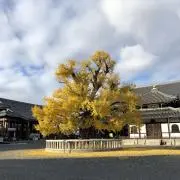 バニラヨーグルトの画像