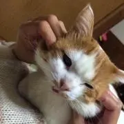 やこ