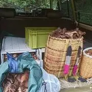 masa