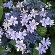 紫陽花の画像
