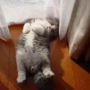 にゃ