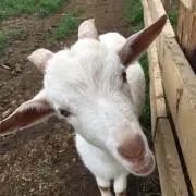 Momoの画像