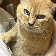 ハッシュドポテトの画像