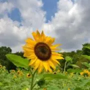 ひまわりの画像