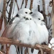 らんらんるーの画像