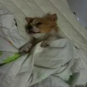 おしるこの画像