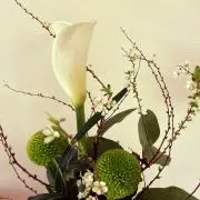 リリナツの画像