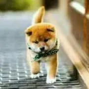さくらんぼ