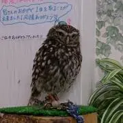 麦わら帽子の画像