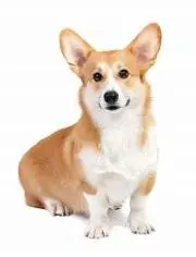 きょろちゃんの画像