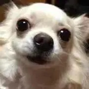 jugebokuの画像