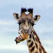 カクの画像