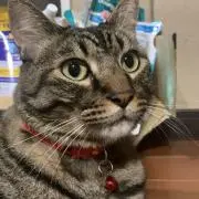 こえり