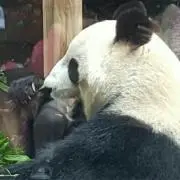 みみの画像