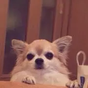 クル