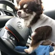 めるちゃんの画像