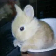 ちび太♂