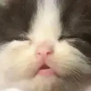 koの画像