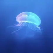 クラゲの画像