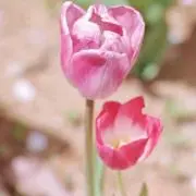まるちゃんの画像