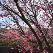 夏の日の画像