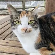 おちゃけん