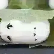 ことり 次回の発送8月11日以降の画像