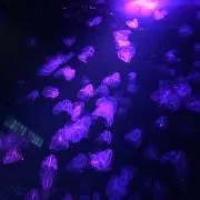 くらげ
