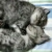 ねこたん