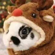 雪ちゃんの画像