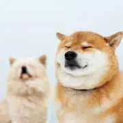 にぼしの画像