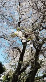 ネコネコ◆プロフ確認お願いしますの画像