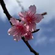 ジェニーの画像