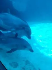 まるまるの画像