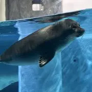 きびだんごの画像
