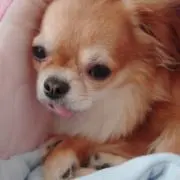 つばきの画像