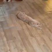 愁