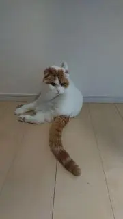 ねこの画像