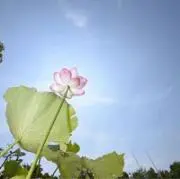 みかんの画像