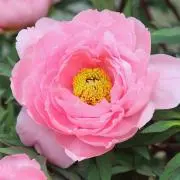 観葉植物探し中
