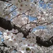 Moon 桜の画像