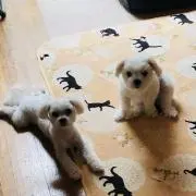 まるちーの画像