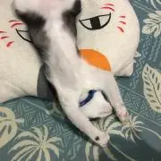 しなばに