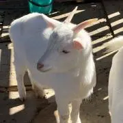 ゆず