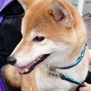 まめすけ