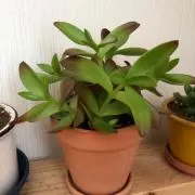 なか