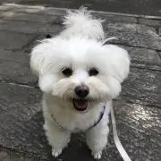 Vanilaの画像