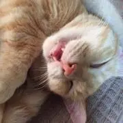 ピーナッツの画像