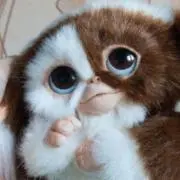 たぬーの画像