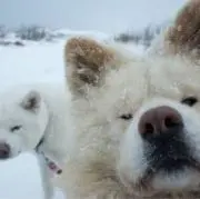 WRの画像